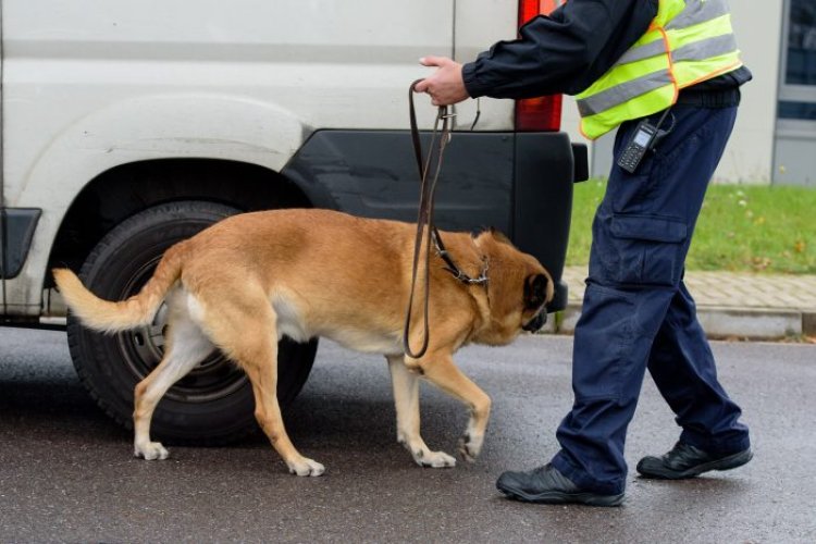 Szimatmeló - A NAV kereső kutyáié volt a terep a „DOG WORK” akcióban