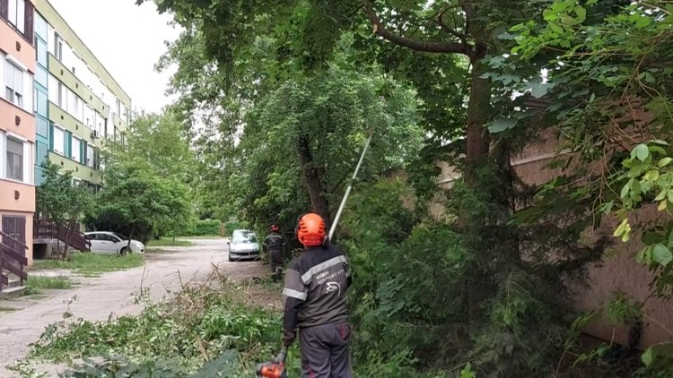 A NYÍRVV munkatársai az Ady Endre utca belső szervizútján faritkítási és -ápolási munkálatokat végeznek