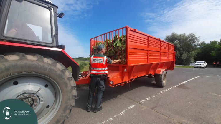 Szoros kontroll a dohánytermelőknél