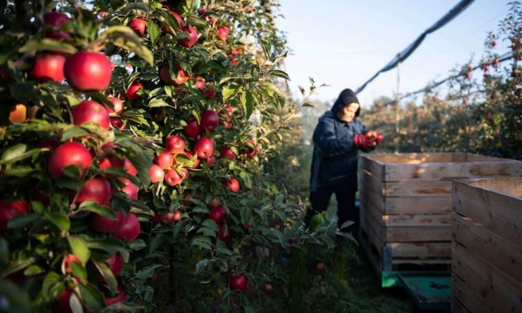 Uniós földrajzi árujelző oltalmat kapott a szabolcsi alma