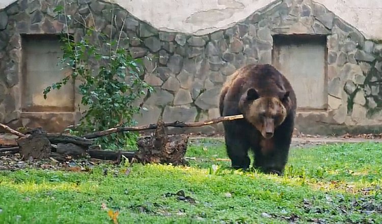 Hát ez óriási! A barnamedvék óriása érkezett a Nyíregyházi Állatparkba