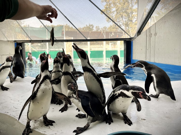 15 fősre bővült a sóstói pingvincsapat