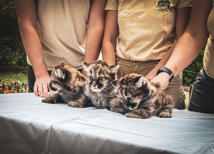 Puma hármas ikrek születtek a Nyíregyházi Állatparkban