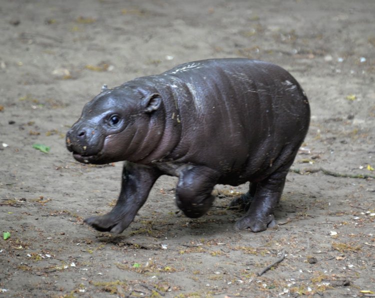 Törpe víziló született a Nyíregyházi Állatparkban – Két hónapos lett a kis jövevény