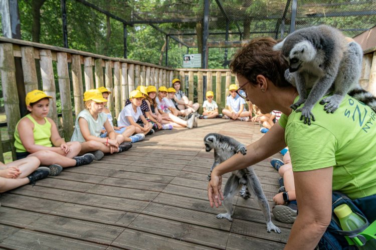 Zoo-Suli – A gyűrűsfarkú makik társaságában meditációval indul a nap a Nyíregyházi Állatpark nyári táborában