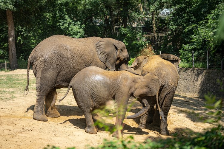 Jambo már együtt a csapattal! – Négytonnás vőlegény érkezett a Nyíregyházi Állatpark afrikai elefántjaihoz