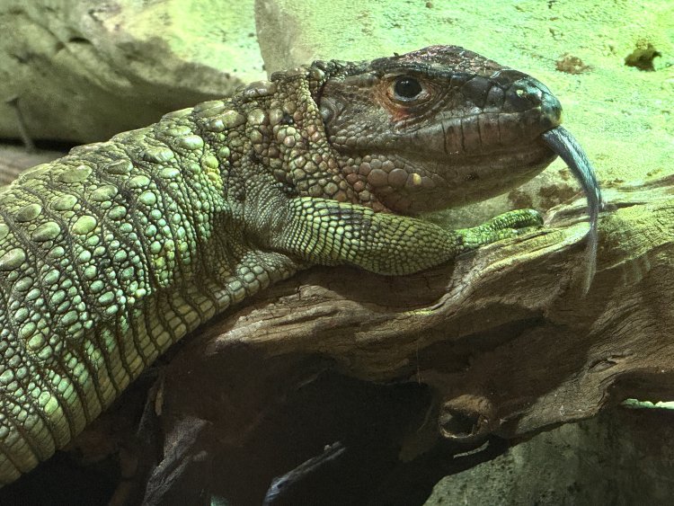 Új lakók – Guyanai krokodiltejuk érkeztek a Nyíregyházi Állatparkba