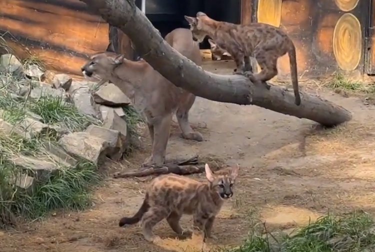 Három hónaposak lettek a Nyíregyházi Állatpark puma hármasikrei