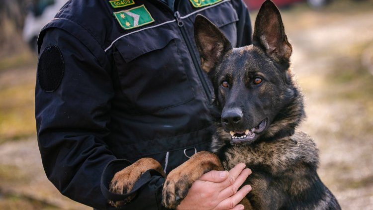 Újra négylábú munkatársakat keres a NAV