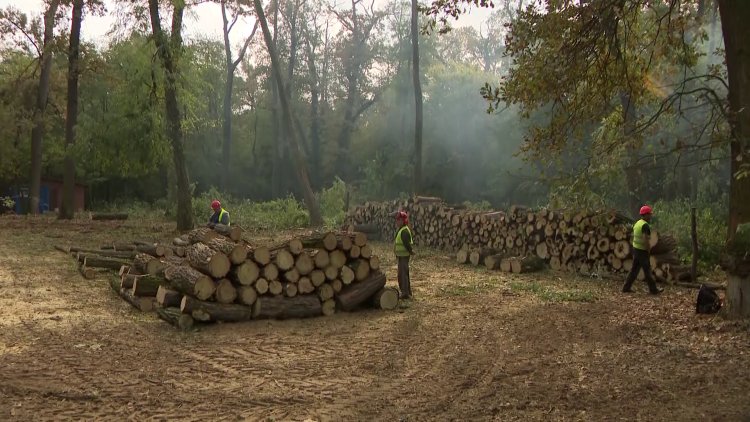 Őszi munkálatok a nyíregyházi erdészetnél