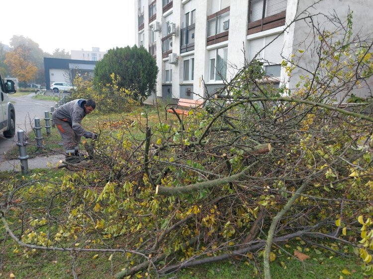 Ez történt a Vasvári Pál utcán - Balesetveszélyes fákat gondoztak