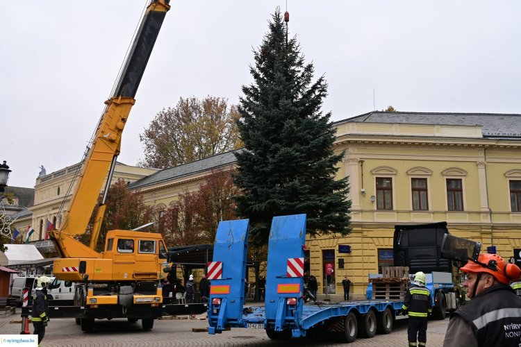 Célegyenesben az adventi készülődés – A város fenyőfája már áll a Kossuth téren