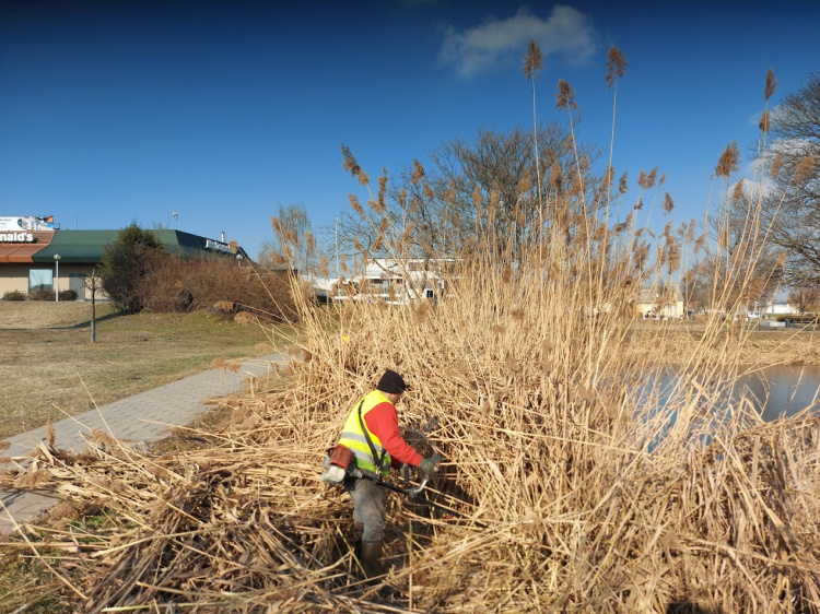 Ez már a tavasz hírnöke! - Vágják a nádat a tavon
