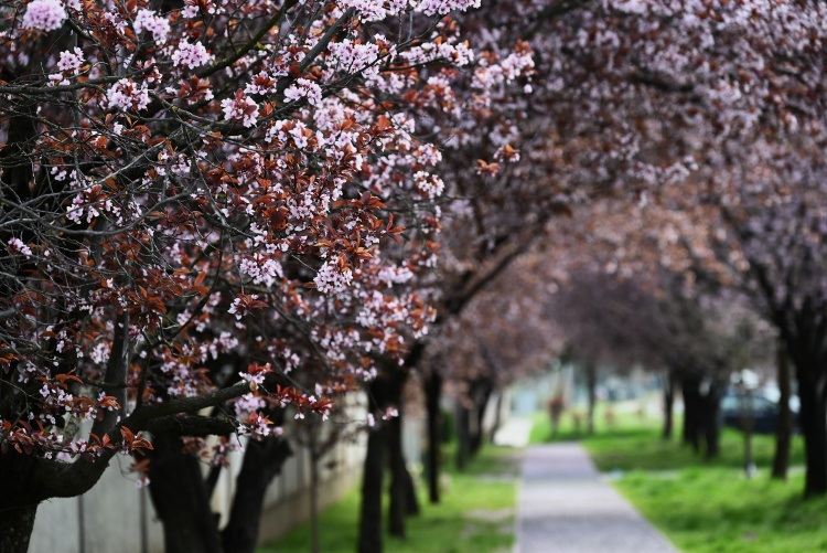 Egy fa kivágása ritka esemény, és szakemberek megfontolt döntése alapján történik, de a megmentés van óriási túlsúlyban