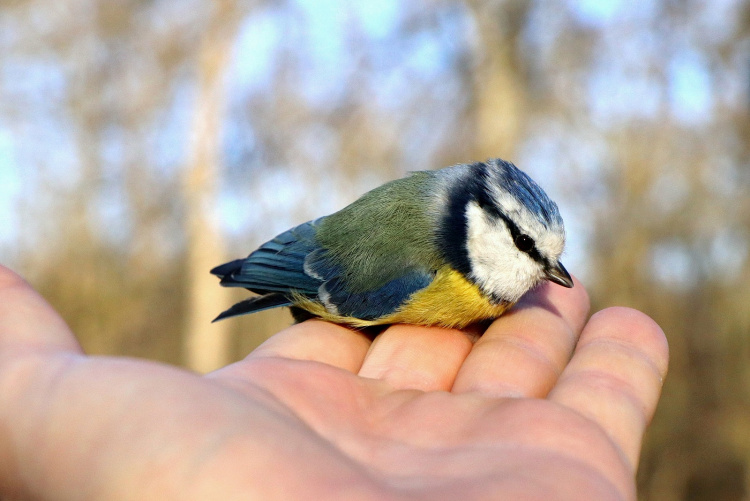 Madárkarácsonyra várják a természetbarátokat a Sóstói-erdőben