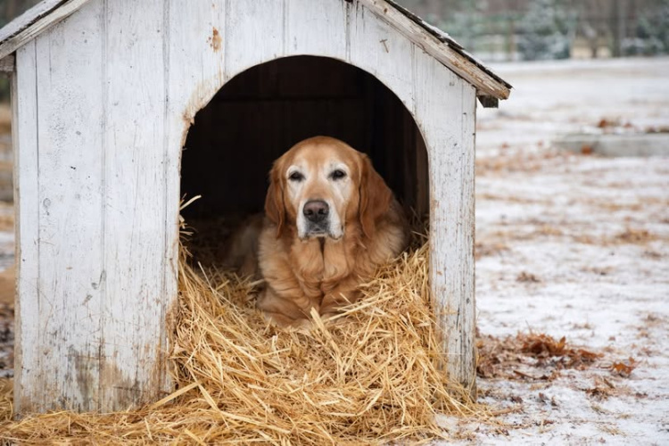 Fagyriadó: komoly veszélyt jelent a kutyahideg az állatokra is