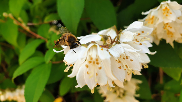 Határokon átnyúló összefogás a beporzók védelméért – rendezvény a könyvtárban