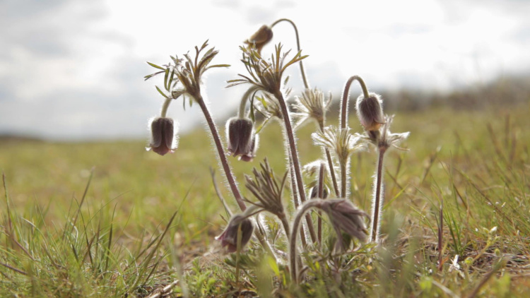 Természetfilmet mutatnak be a Nyírség élővilágáról a Nyíregyházi Egyetemen