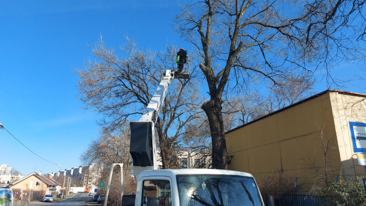 Ilyen van? - Egy fa okozott gázszivárgását, azonnal lépni kellett