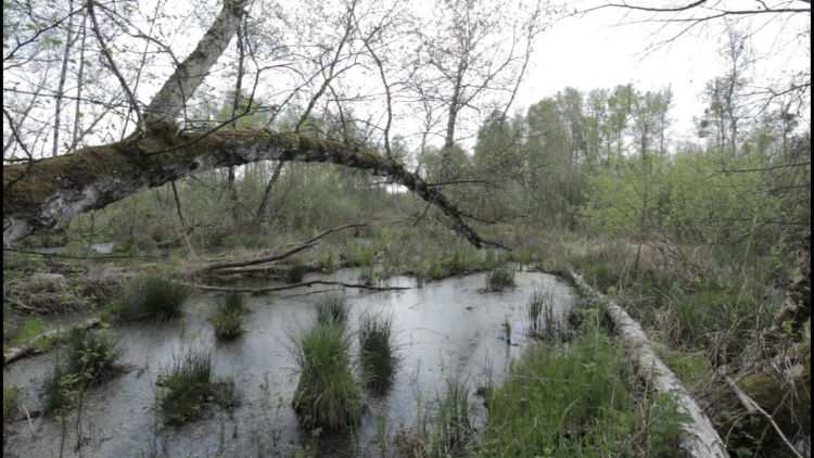 Filmre vitte a Nyírség rejtett szépségeit – Farkas Levente a Sziesztában mesélt természetfilmjéről