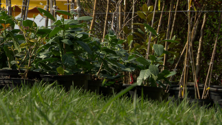 Közel 200 lakossági pályázat érkezett a NYÍRVV februári városszépítő akcióira