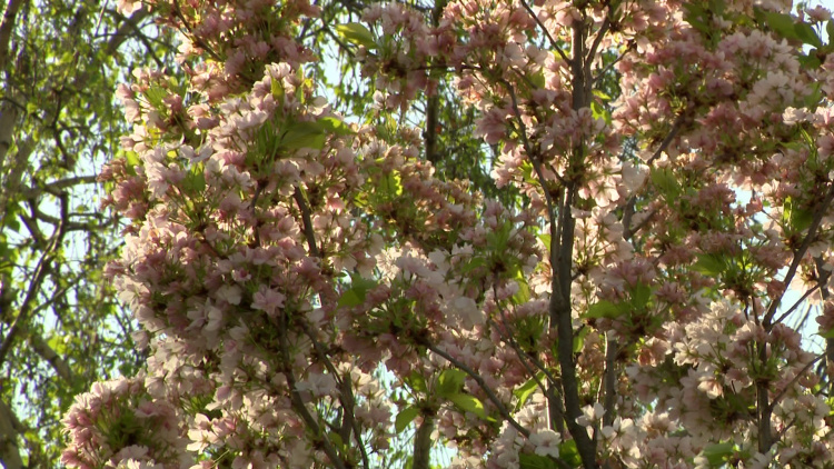 Allergia – Az influenza után a pollenek támadnak