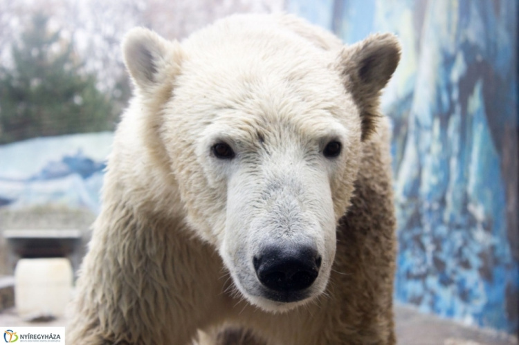 Elpusztult Lloyd, a Nyíregyházi Állatpark ikonikus jegesmedvéje