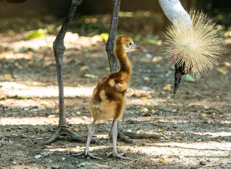 Új lakóval gyarapodott a Nyíregyházi Állatpark – szürkenyakú koronásdaru-fióka kelt ki