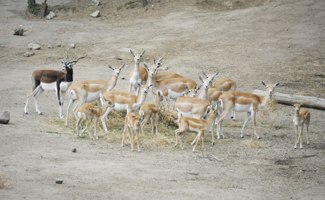 Öt indiai antilop gida látta meg a napvilágot Nyíregyházán