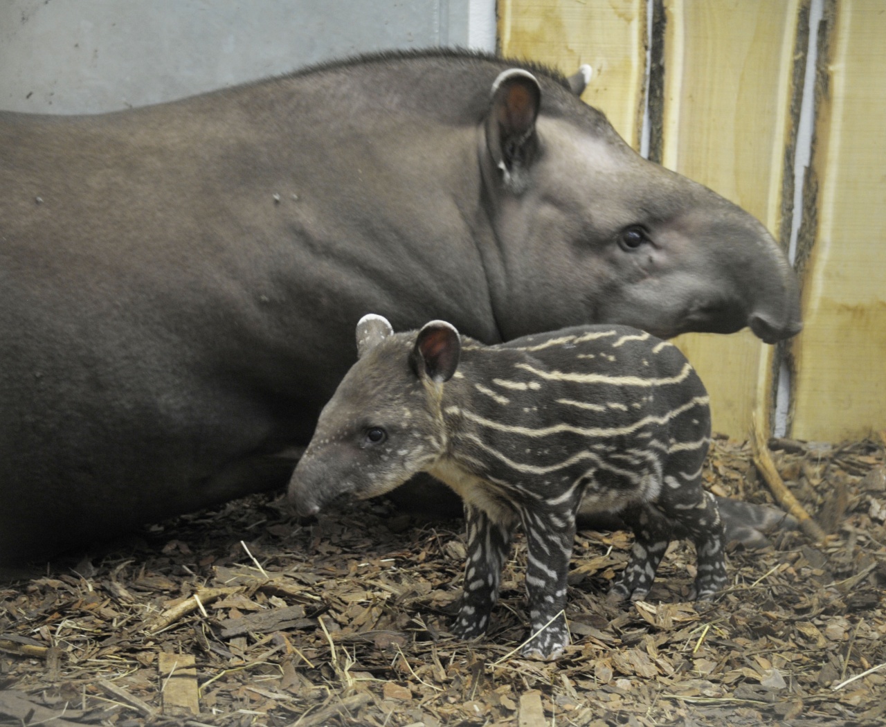 Dél-amerikai tapírbébi született Nyíregyházán