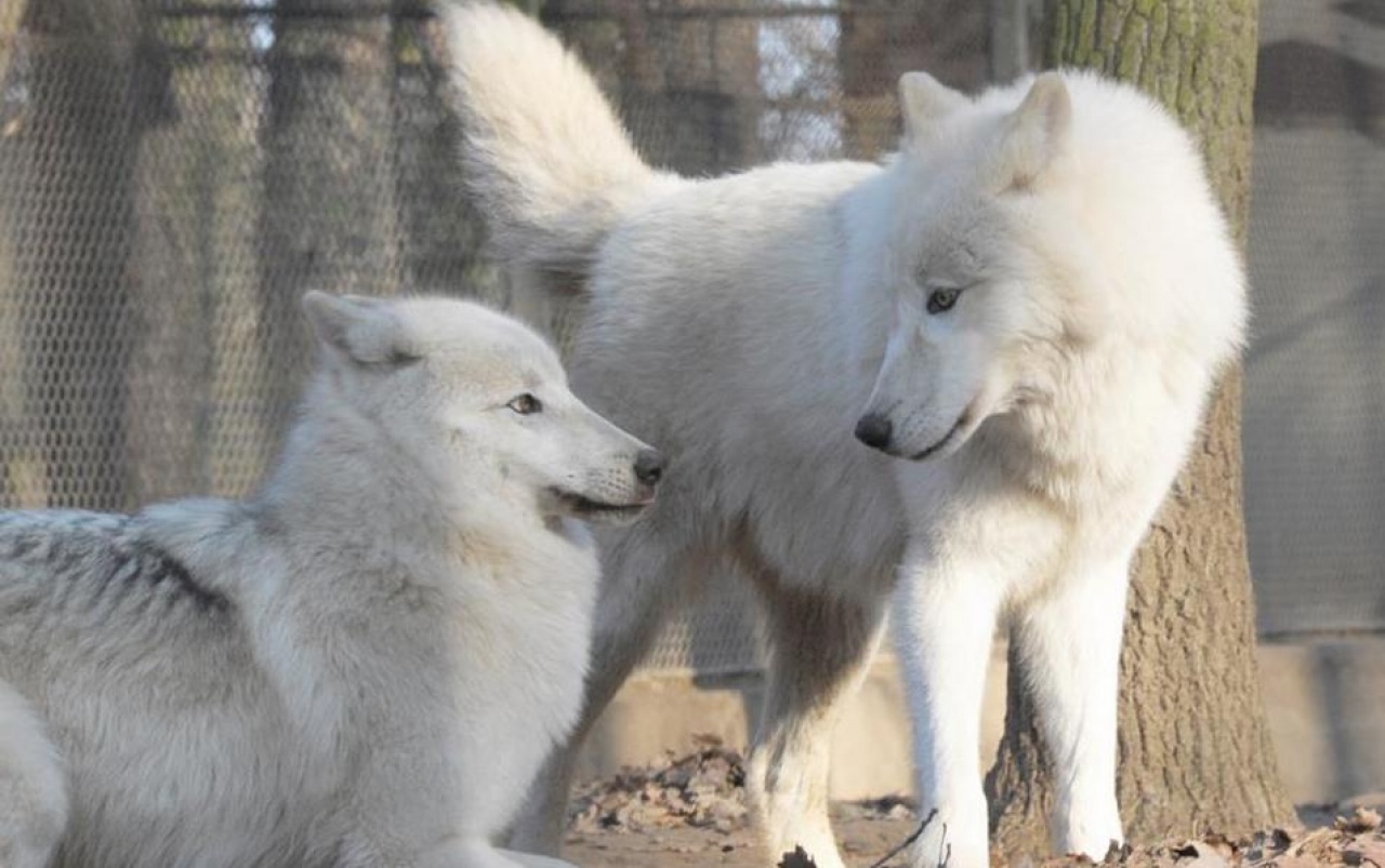 A kanadai farkasok Nyíregyházán is élvezik a hideget