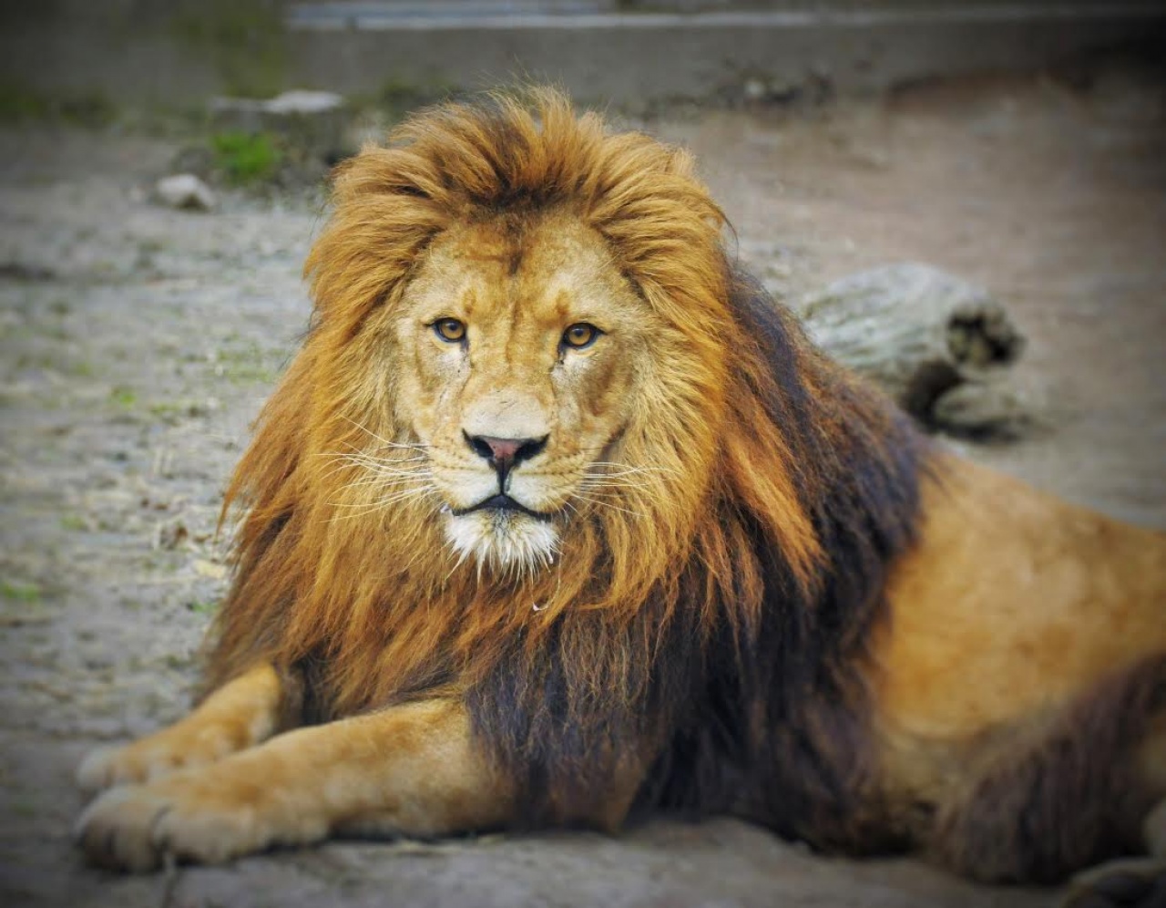 Holland oroszlán alapíthat dinasztiát Nyíregyházán