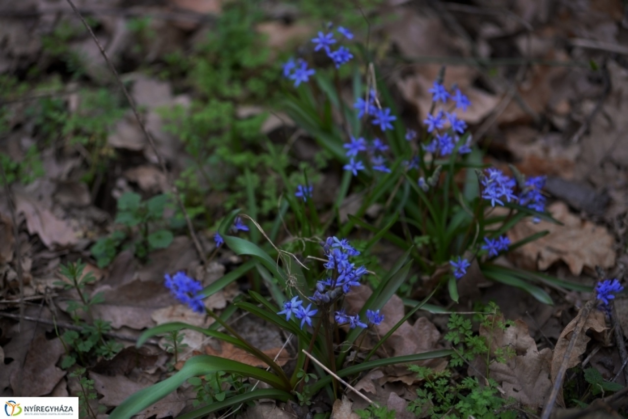 Tavaszköszöntő csillagvirág-számlálás a Sóstói-erdőben