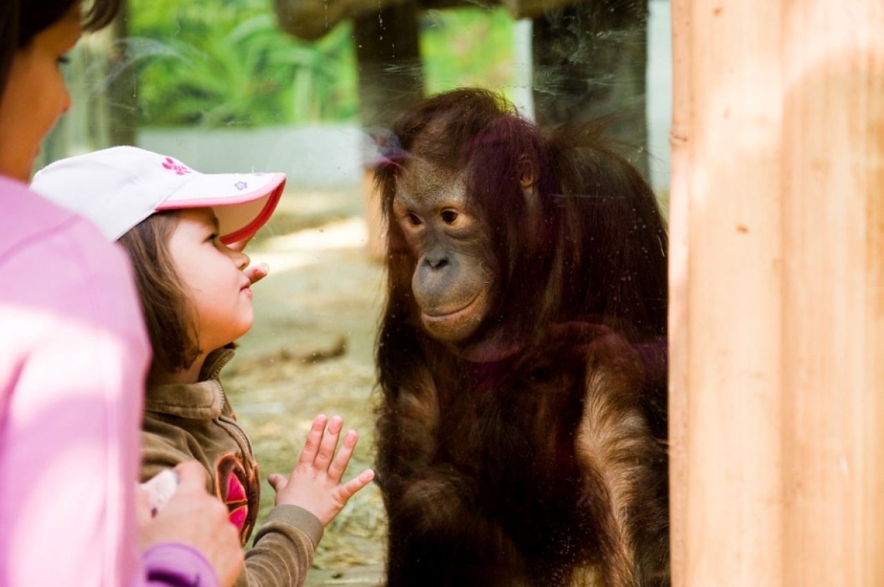 Ma van az Orangutánok Világnapja!