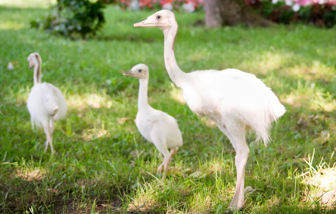 Kikeltek a tojásból a nandu fiókák