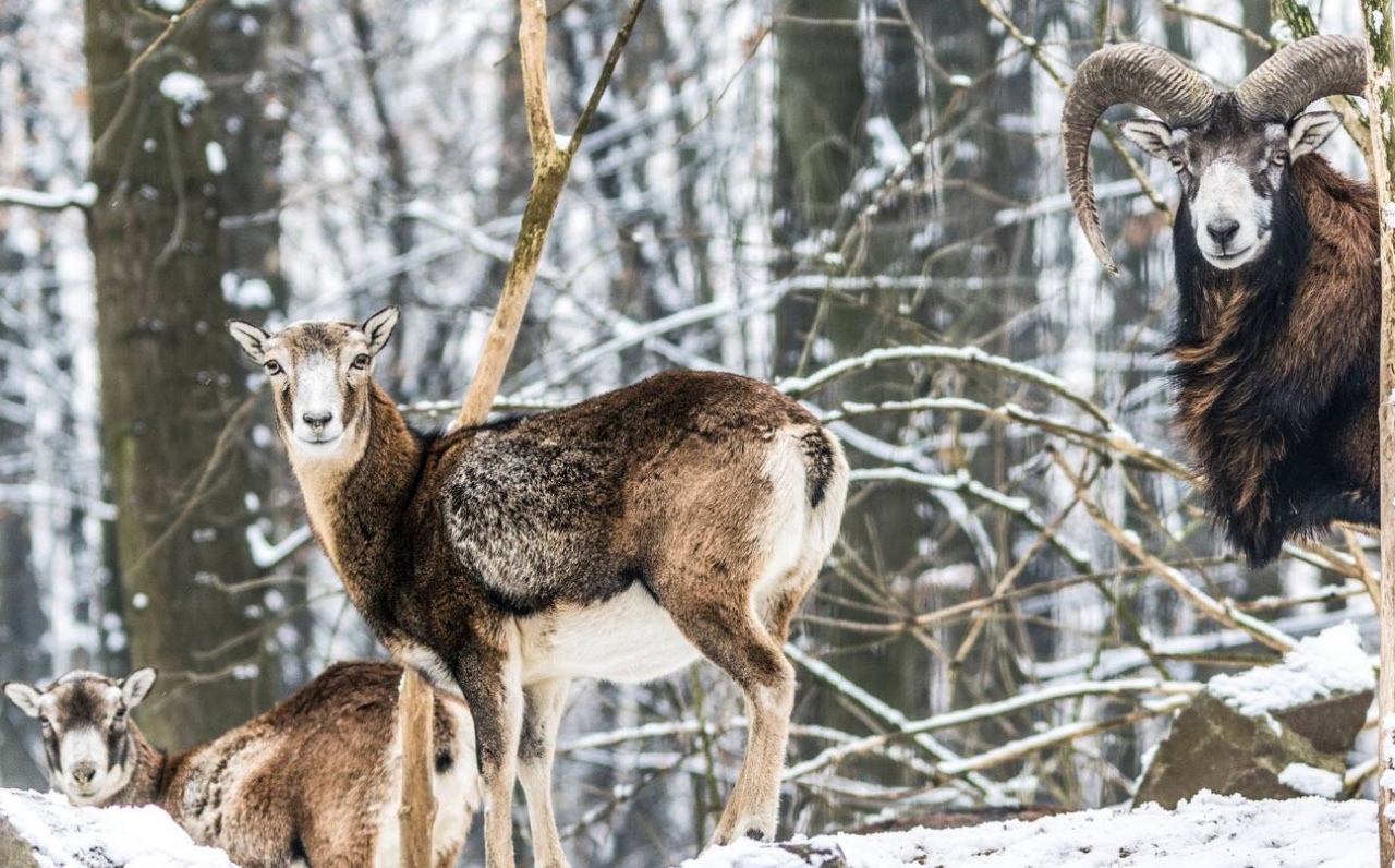 Sikeres év az Állatparkban