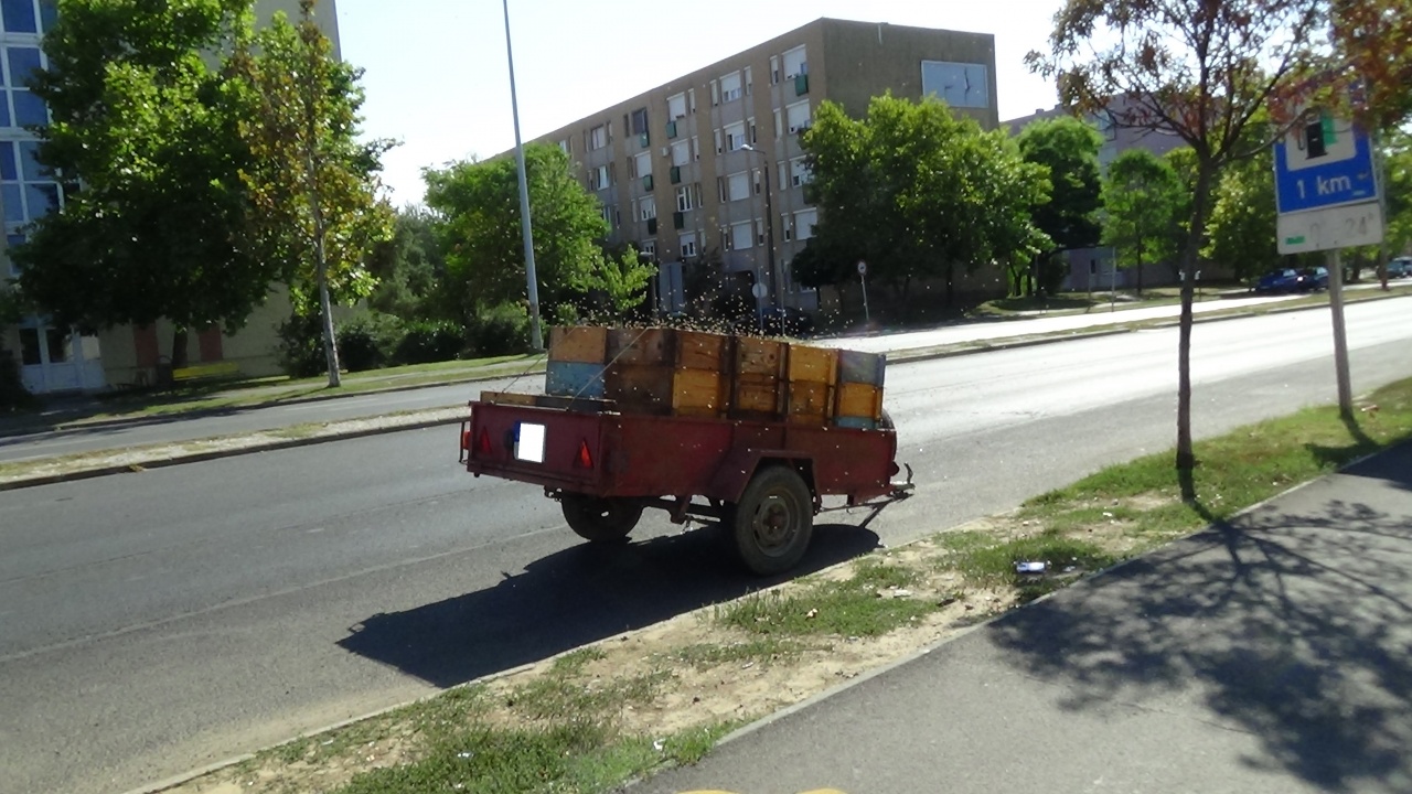 Kiszabadult méhrajok leptek el egy parkolót