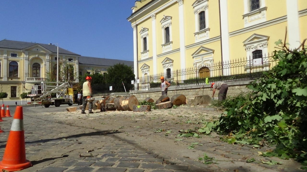 160 éves fát vágtak ki a belvárosban