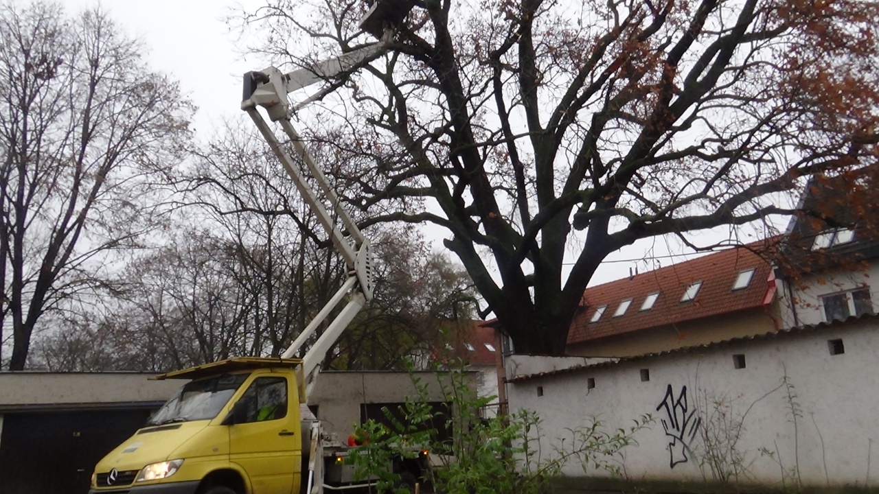 Száznegyven éves tölgyet gallyaztak