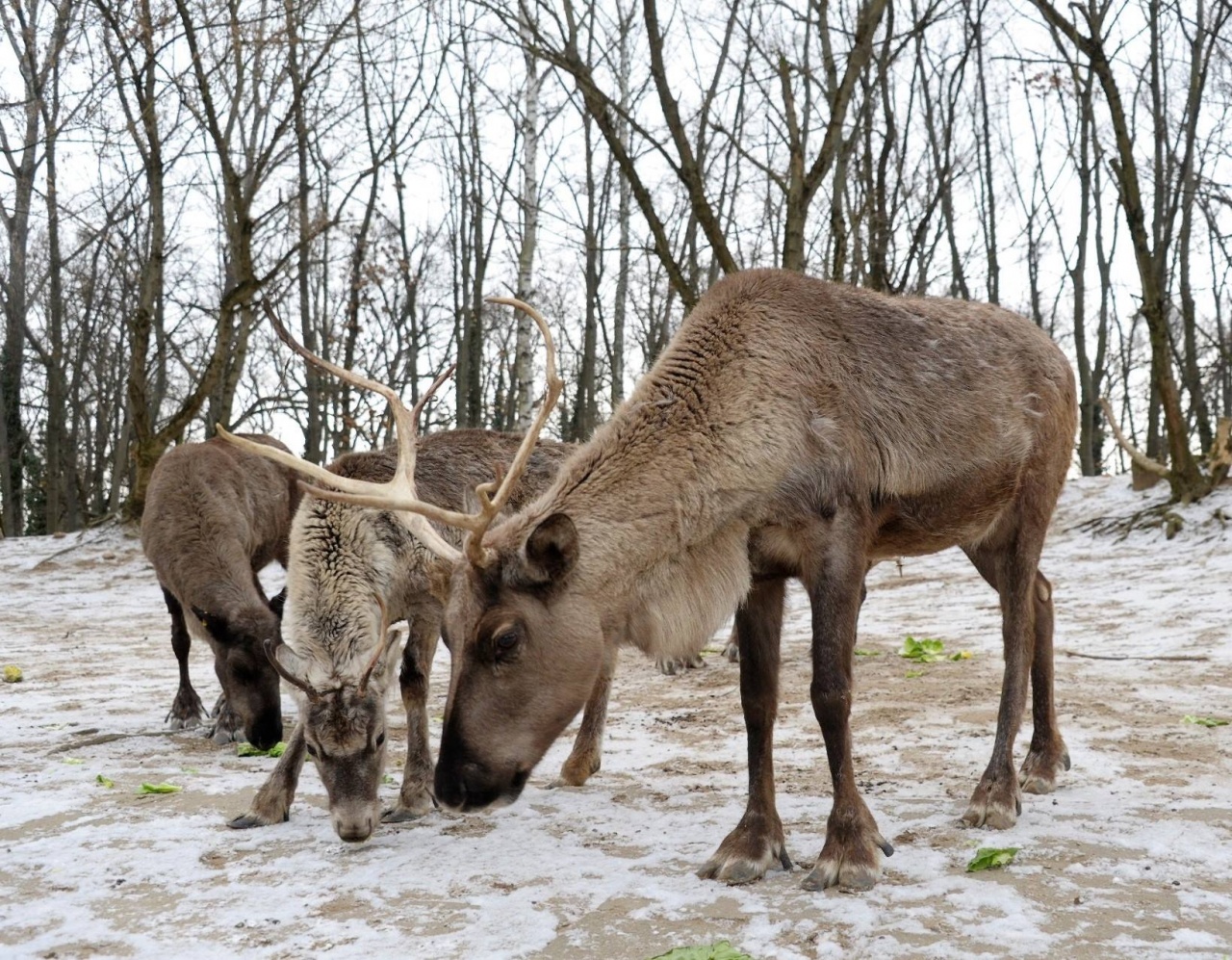 Az Északi-sarkvidék egyik ikonikus állatával is találkozhatunk a Nyíregyházi Állatparkban