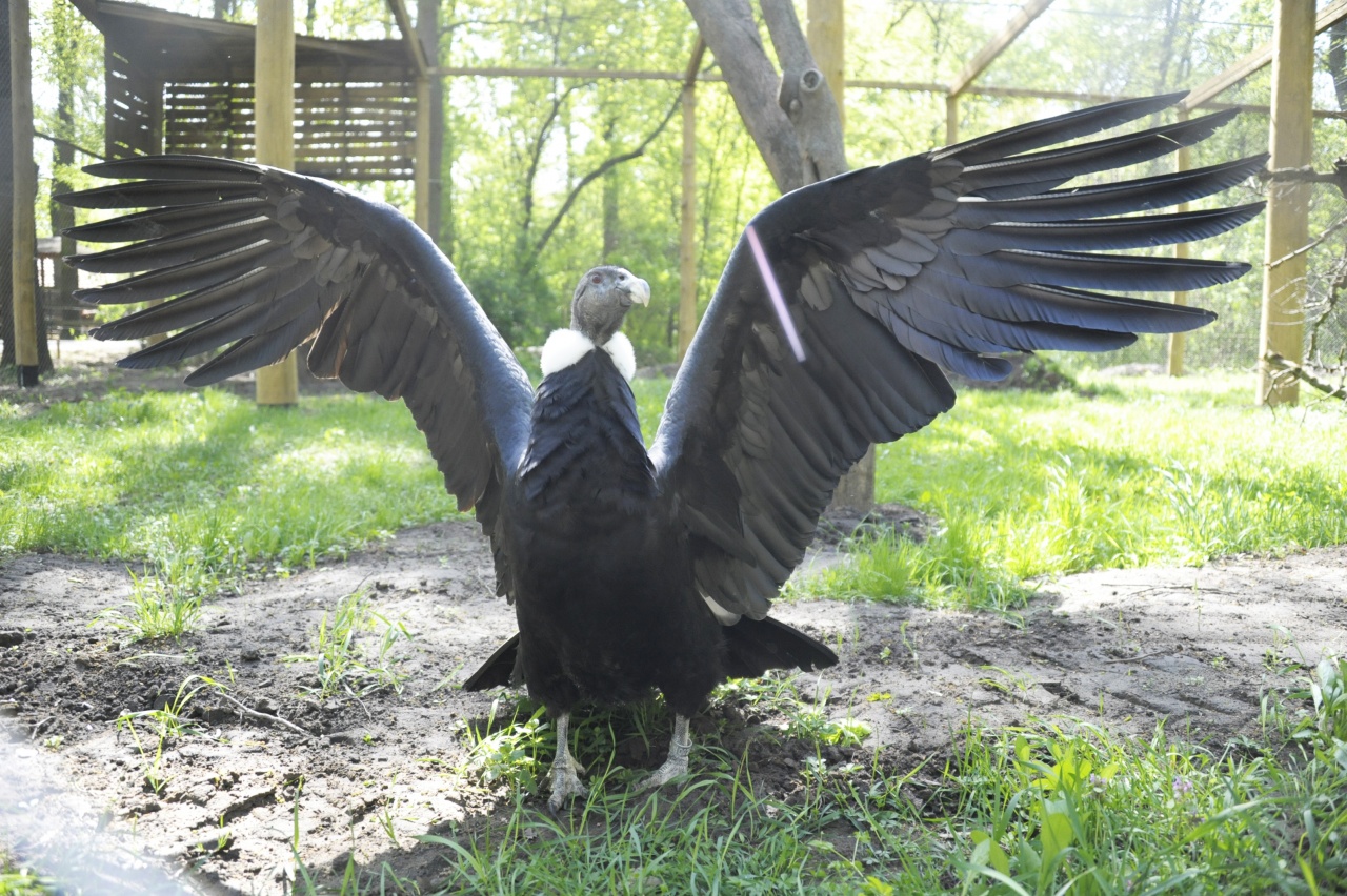 Rendkívül ritka kondorkeselyű érkezett a Nyíregyházi Állatparkba